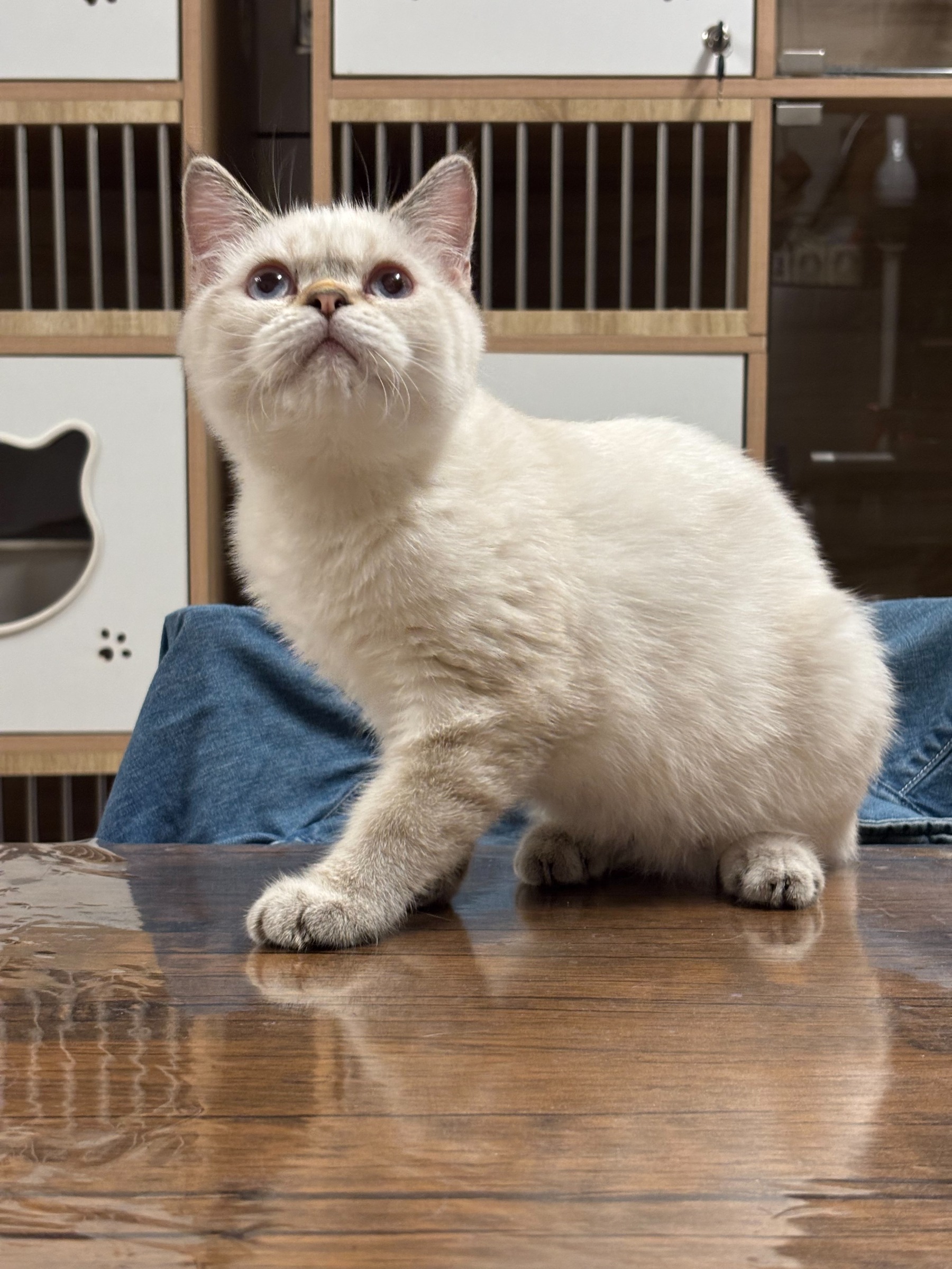 美雋